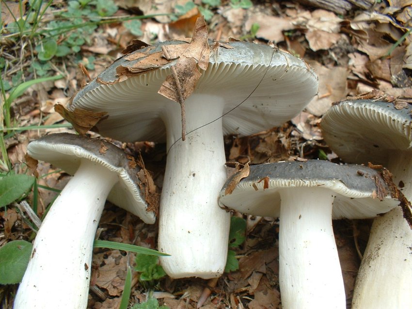 russula da determinare